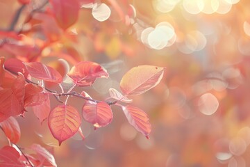Poster - A soft-focus close-up captures the delicate beauty of autumn leaves bathed in warm sunlight, creating a gentle bokeh effect