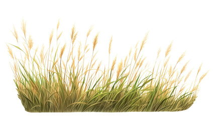 Canvas Print - Grass plant agriculture wheatgrass.