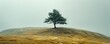© Настя Шевчук - A solitary tree standing tall on a windswept hill.