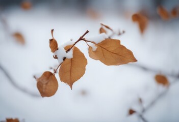 Wall Mural - dry seeds dead colourful closeup botany evening bright branch light cold leaves defocused biology gloomy snow linden winter tree