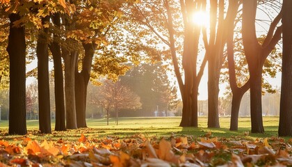 Wall Mural - orange fall leaves in park sunny autumn natural background