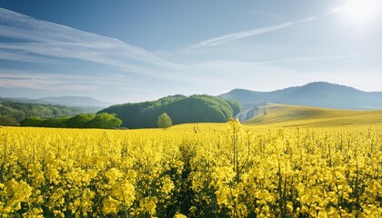 Canvas Print - wide angle landscape shot of blooming canola rapeseed field on sunny spring day