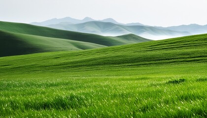 Poster - a green grass isolated background