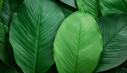 Wall Mural - dark green leaf texture natural green leaves using as nature background wallpaper or tropical leaf cover page