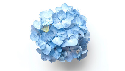 Wall Mural - Blue Hydrangea flower isolated on white background. Top view. Flat lay