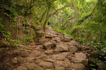 Wall Mural - A woman hiker on the Kalalau trail,11 miles of hiking along the Na Pali Coast on the North Shore of the island of Kauai