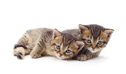 Canvas Print - Two small kittens.