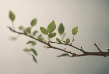 Wall Mural - A delicate creeper with tiny leaves delicately embracing a thin wooden twig isolated on transparent