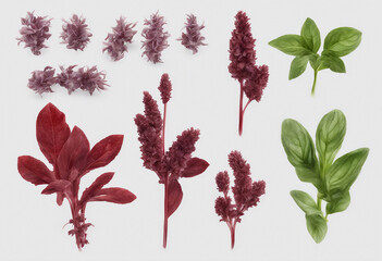 Wall Mural - Set of healthy herbs elements Red basil isolated on transparent background