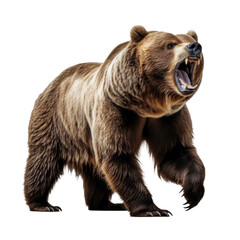 Wall Mural - ferocious brown grizzly bear isolated on a transparent background