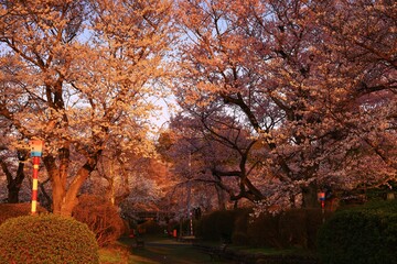 岩手県奥州市　春の水沢公園