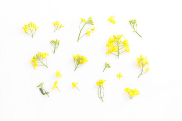 Wall Mural - Beautiful yellow rapeseed flowers on white background, flat lay