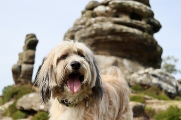 Cute dog posing Tibetan terrier 