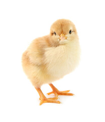 Poster - One cute chick isolated on white. Baby animal