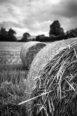 Poster - Field of hay is shown in black and white