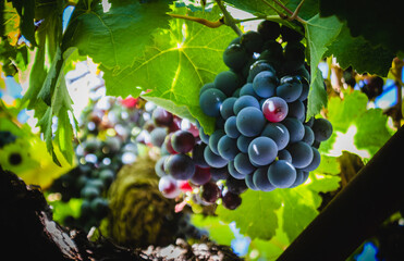 black grapes hang in a algarve vine