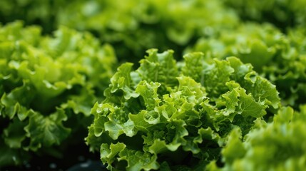 Canvas Print - Hydroponic farm produces fresh organic lettuce