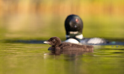 Sticker - Common loon chick at sunrise in Maine