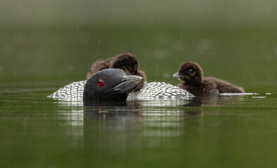 Canvas Print - Common loon with a baby on a rainy day