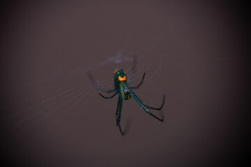 spider on a web
