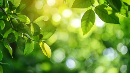 Green Nature Leaf with Bokeh Background in Garden - Cover Page Concept