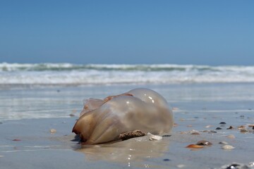 Wall Mural - Jellyfish on ocean background in Atlantic coast of North Florida