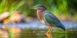 © guntapong - Green heron Butorides virescens in shallow water of a river, Green, water, Butorides, river