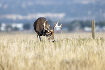 Canvas Print - A bull Elk grazes on the prairie at Rocky Mountain Arsenal National Wildlife Refuge with Denver, Colorado in the background