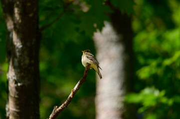 An Eastern Wood Peewee at Hoeft State Park, near Rogers City, Michigan.