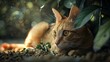 © NatureOpedia - Adorable thai cat wallpaper - cute and playful pet in hd photography