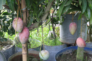 mango on tree in farm for sell