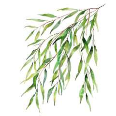 Willow watercolor  illustration isolated on transparent. png file for art work.
