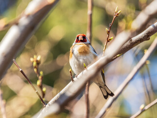 Wall Mural - Detailed photo of an european goldfinch between branches