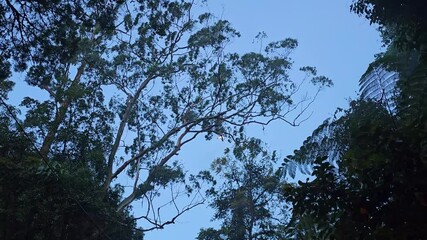 Wall Mural - Walk through the forest or woodland looking up at the treetop and leaves in dusk nightfall. Moon and night sky through silhouettes of rainforest tree