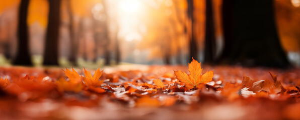 Wall Mural - Colorful foliage in the park. Falling leaves natural background .Autumn season concept. Abstract autumn background