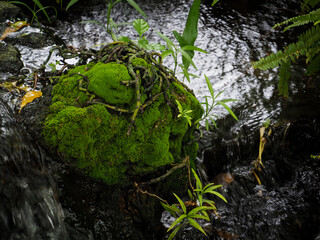 Green moss on the stones in the garden   