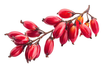 Isolated Barberry Fruit Isolated On Transparent Background