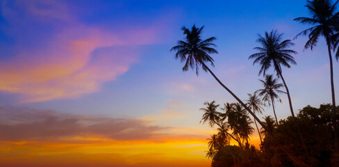 Wall Mural - Banner Summer with colorful theme as palm trees background as texture frame background