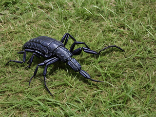 black beetle on the ground,ai generated