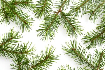 Poster - A detailed view of a pine tree's branch with needles and buds