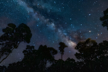 Wall Mural - a view of a starry night sky above treetops with the southern cross and milky way clearly visible
