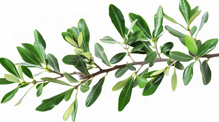 Naklejka na meble Elegance in Nature: A Study of Leaf Structure and Color