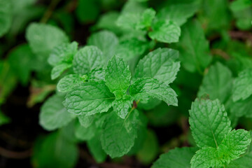 Close-up view of mint leaves in the vegetable garden