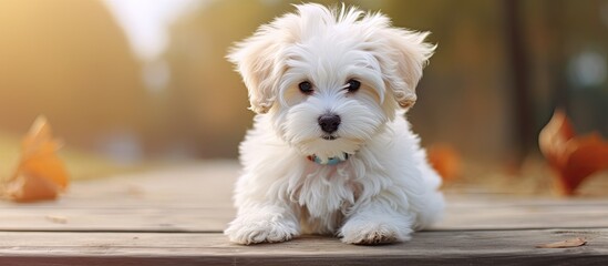 Poster - Sweet puppy resulting from a cross between a Maltese and a Poodle, with a charming appearance, perfect for a copy space image.