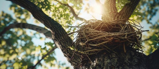 Poster - A tree with an empty bird nest, offering ample copy space image.