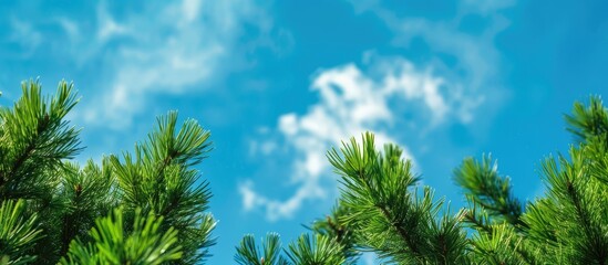 Poster - Close-up view of pine tree tops against a blue sky, suitable for copy space image.