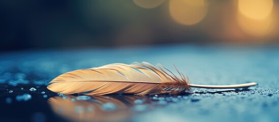 Aufkleber - Feather of a bird resting on the water, providing room for a caption within the image.