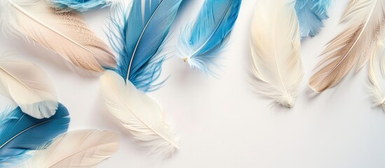 Aufkleber - Blue and beige feathers isolated on white backdrop with room for copy space image.
