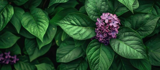 Aufkleber - A vibrant lilac flower stands out against lush green leaves, creating a serene nature-inspired copy space image ideal for textures, wallpapers, and backgrounds.