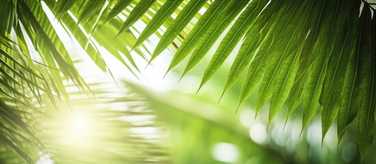 Poster - Coconut leaves in natural greenery under sunlight; perfect for a background with copy space image.